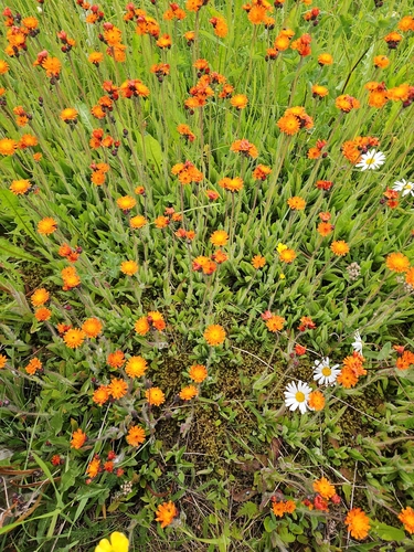 orange hawkweed