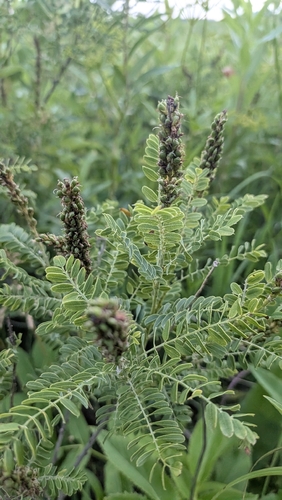 Amorpha nana, photograph 4
