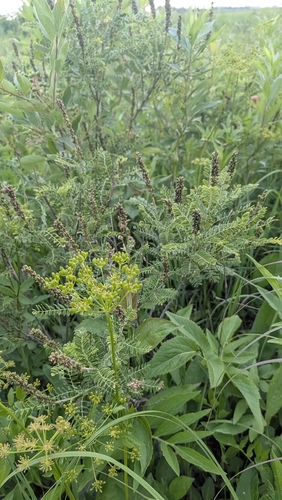 Amorpha nana, photograph 5