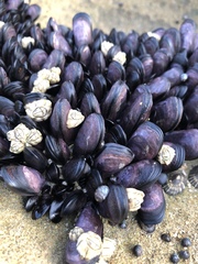 Brachidontes rostratus