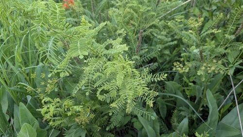 Amorpha nana, photograph 6