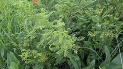 Amorpha nana, photograph (c) Bria Abeles-Allison, some rights reserved (CC BY)