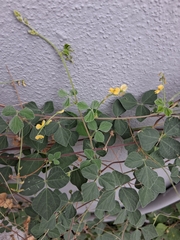 Rhynchosia minima, photograph author not stated, no rights reserved
