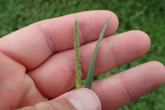 Alopecurus carolinianus