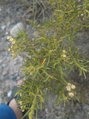 Baccharis boliviensis