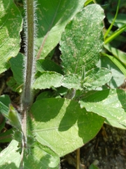 Ruellia ciliatiflora, photograph author not stated, no rights reserved