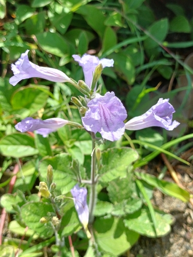 Ruellia ciliatiflora, photograph 3