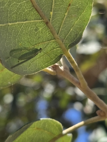 iNaturalist observation photo of Common Green Lacewings