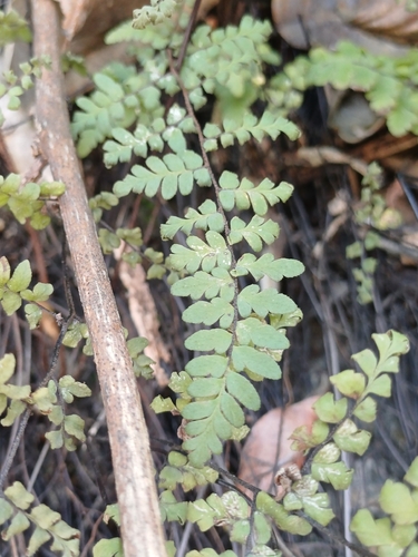 Myriopteris microphylla observed 2026-06-24