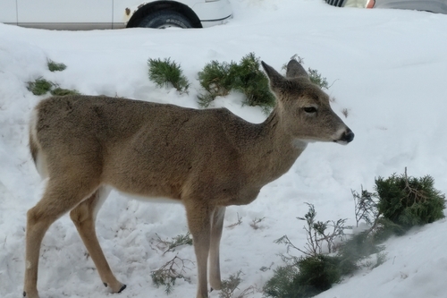 White-tailed Deer