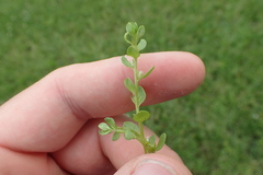 Lysimachia minima