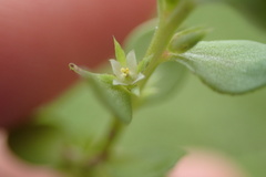 Lysimachia minima