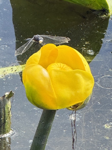 western yellow pond-lily
