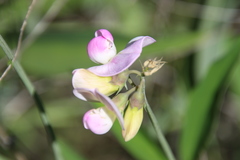 Lathyrus jepsonii