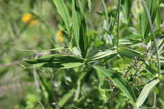 Lathyrus jepsonii