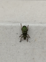 Pachyrhinus lethierryi