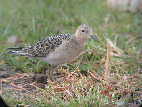 iNaturalist image