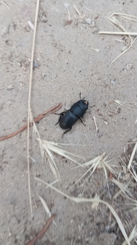 Lesser Stag Beetle