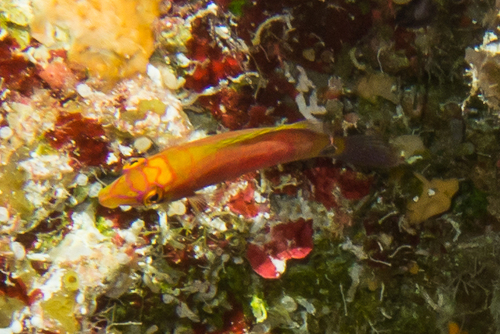 Pseudocheilinus ocellatus observed 2021-03-14