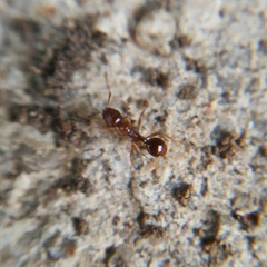 Aphaenogaster subterranea