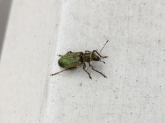 Pachyrhinus lethierryi