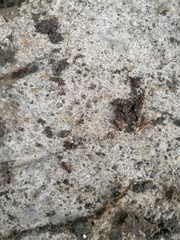 Aphaenogaster subterranea