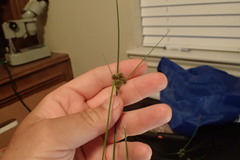 Cyperus reflexus