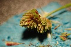 Cyperus reflexus