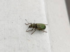 Pachyrhinus lethierryi