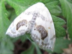 Auzata nigrata