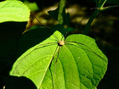 Leiobunum flavum