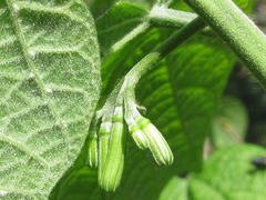 Alangium platanifolium