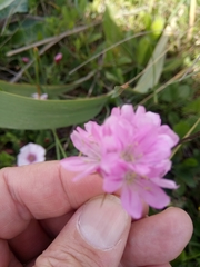 Armeria choulettiana image