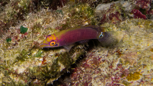 Pseudocheilinus ocellatus observed 2017-02-12