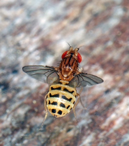 Drosophila busckii observed 2026-06-24