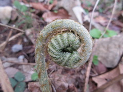 Pentarhizidium orientale