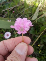 Armeria choulettiana image