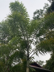 Roystonea regia
