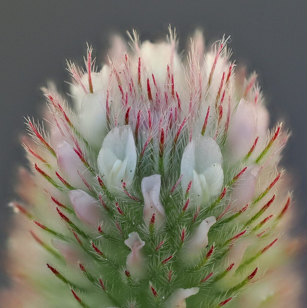 rabbitfoot clover
