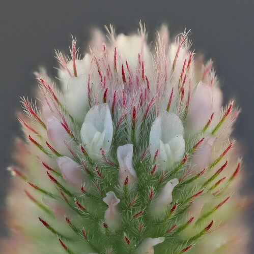Trifolium arvense