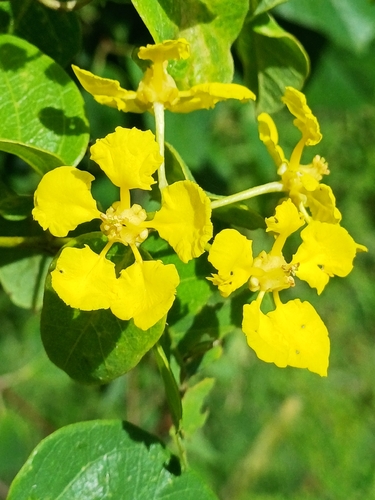 Stigmaphyllon emarginatum, photograph 1