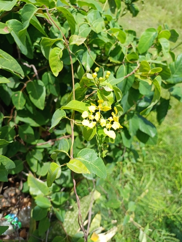 Stigmaphyllon emarginatum, photograph 2