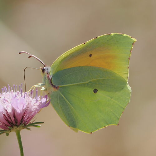Cleopatra Butterfly
