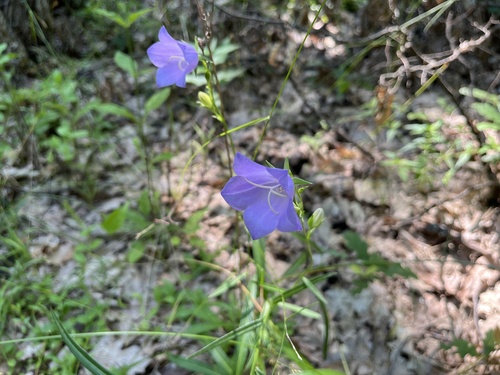 Peach-leaved Bellflower