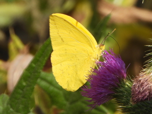 iNaturalist observation photo of Large Orange Sulphur