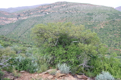 Schotia latifolia