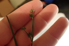 Juncus acuminatus