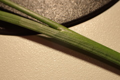 Juncus acuminatus