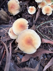 Sulphur Tuft