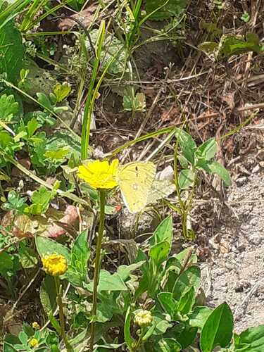 Clouded Yellow